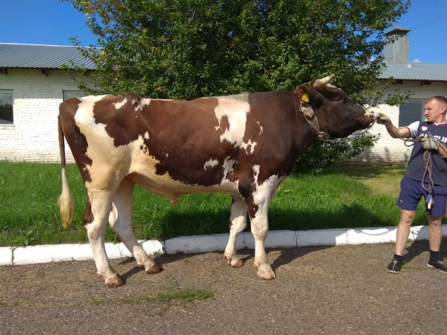 РУМБА 241809 ЕТ КСГФ-283